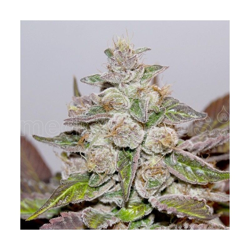 Bluehell auto