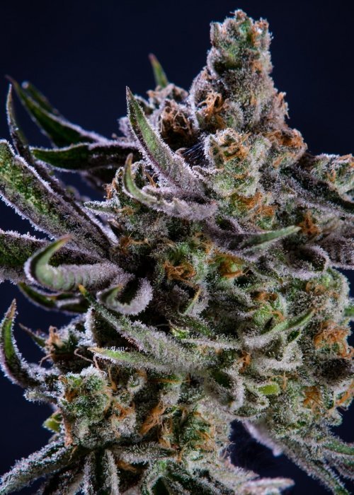 Jungle Scout Cookie