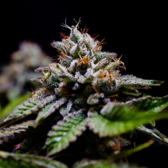 Cayman Kush