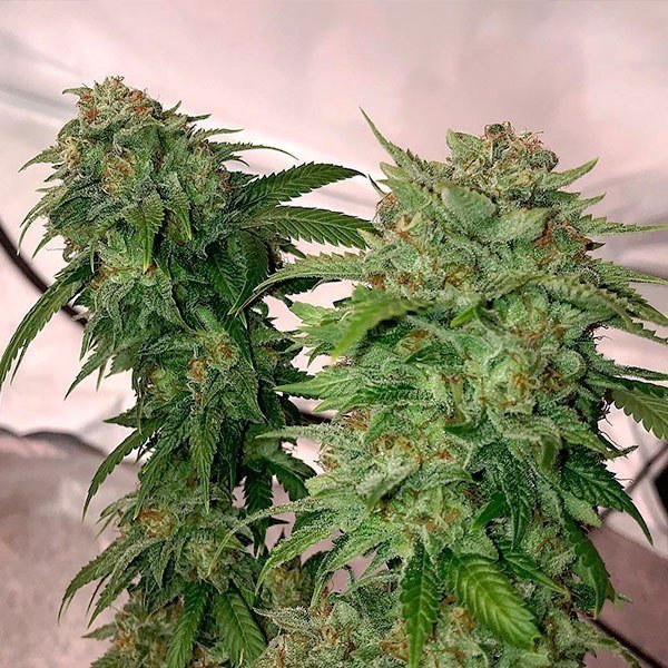Golden Papaya