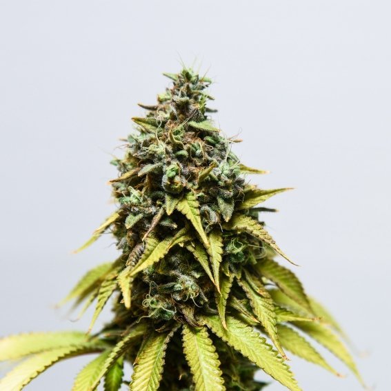 Original Tangie
