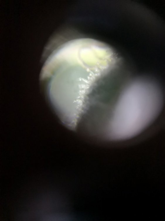 IMG_20190315_081202.jpg