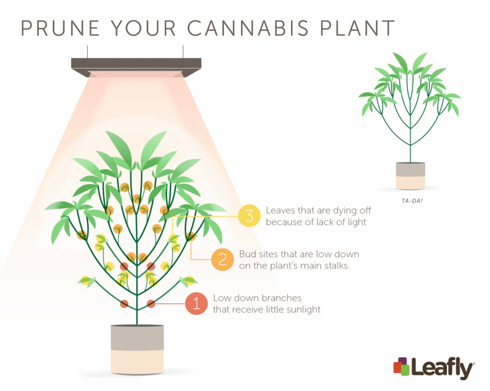 Prune-Your-Cannabis-Plant.png