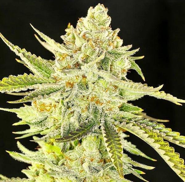 Puro Papaya