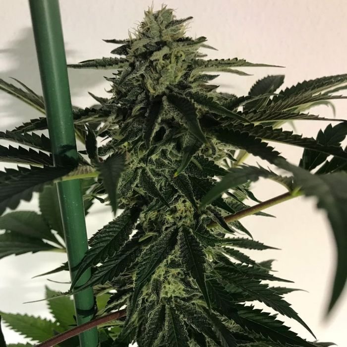 Blue OG Sherbet