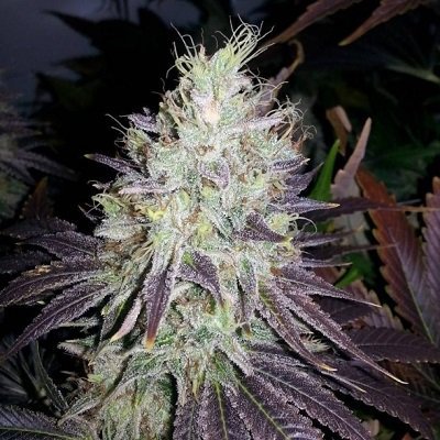 Chem Berry D