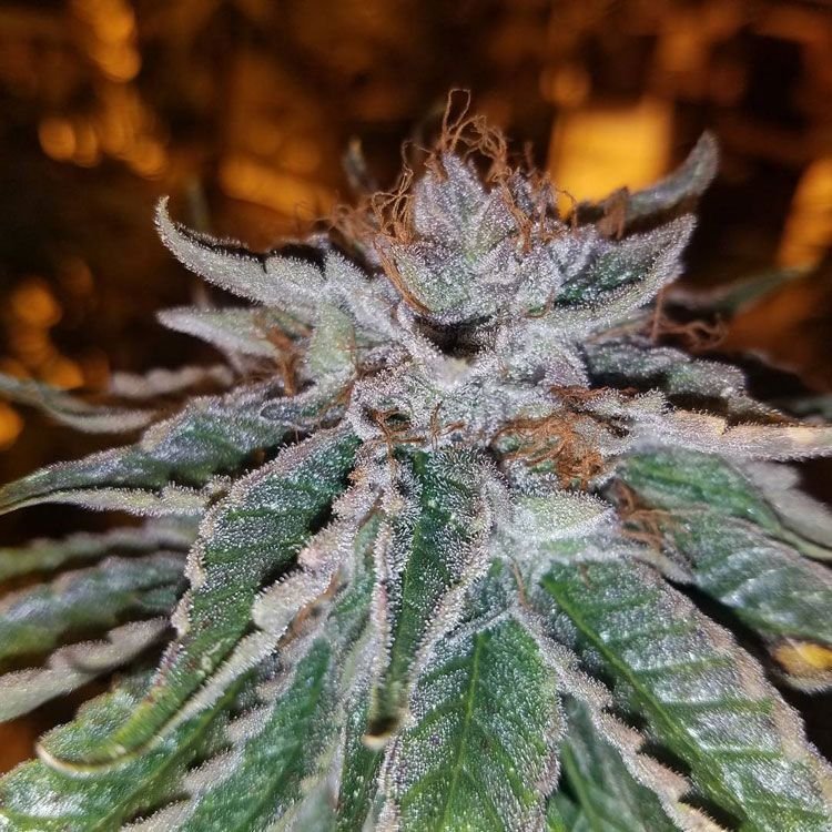 Bruce Banner Bx2.0