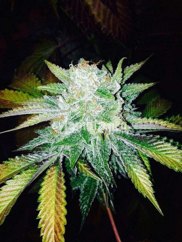 Orange Cream