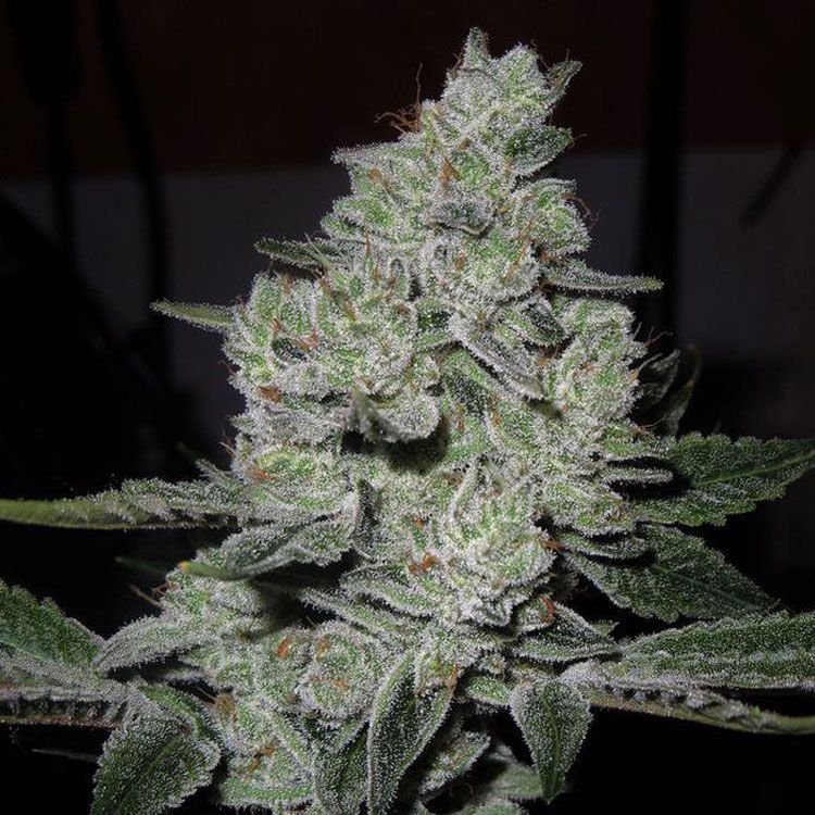 Original Gorilla Glue 4 S1