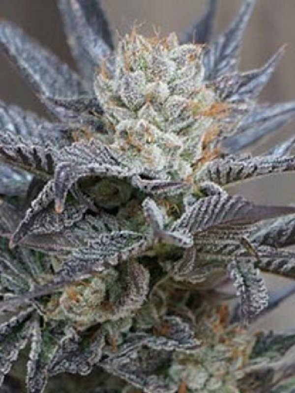 Starbud Sister