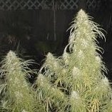 MonsieurGrow