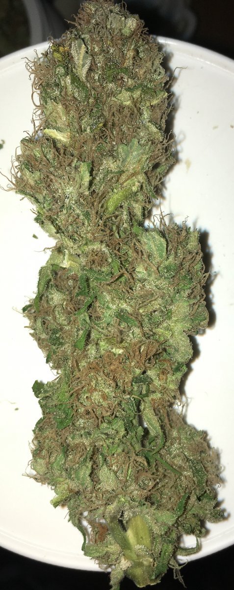 JDC V0.1 - HYDRO / COB /