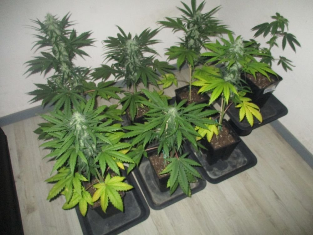 Grow & Bloom 2019