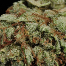 Lemon cream