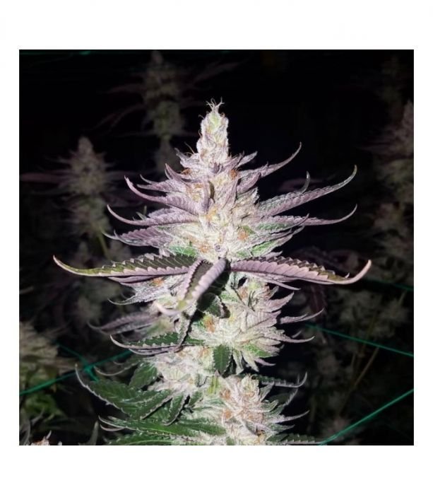 Lemon Jedi OG
