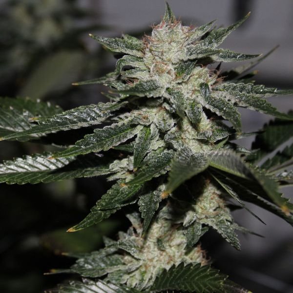 Original Bruce Banner