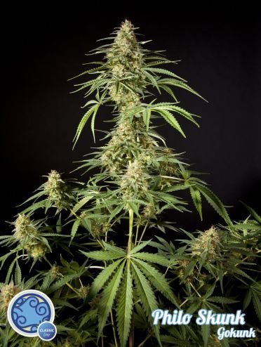 Gokunk/Philo Skunk