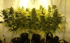 "La Critique", HDG seeds