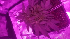 Plant gauche