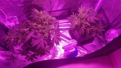 S+9