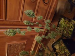 20190329_225234.jpg