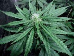 Apex One Bud 12/12 +15