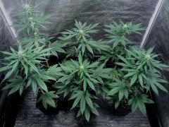 One Bud