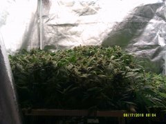 DSCF0002.JPG