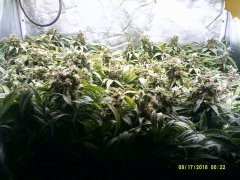DSCF0004.JPG