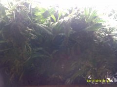 DSCF0006.JPG