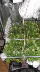 DSCN0982.JPG