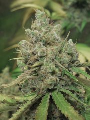 Bubblegum - THseeds phéno#1