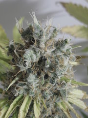 Blueberry Skunk - The flying dutchman