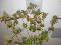 Bubblegum - THseeds phéno#1