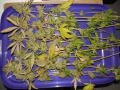 Bubblegum - THseeds phéno#1