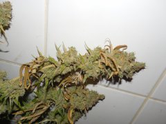 Bubblegum - THseeds phéno #2