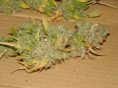 Strawbeery Glue