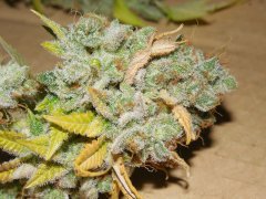 Strawbeery Glue
