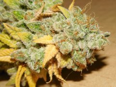 Strawbeery Glue