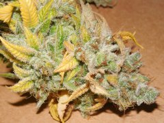 Strawbeery Glue