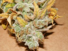 Strawbeery Glue