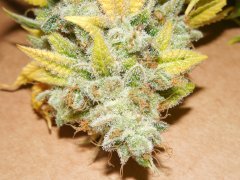Strawberry Glue