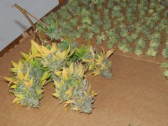 Strawbeery Glue