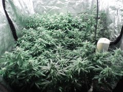 Chem#4 x OTM#1 + boutures