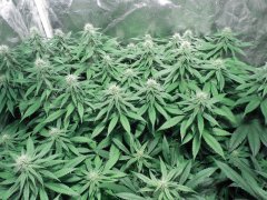 Chem#4 x OTM#1