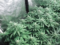 Chem#4 x OTM#1