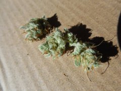 Strawberry glue