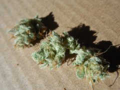 Strawberry glue