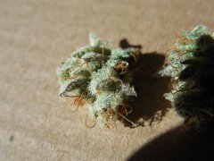 Strawberry glue