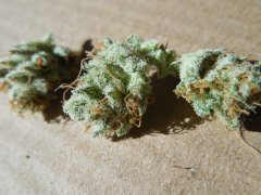 Strawberry glue